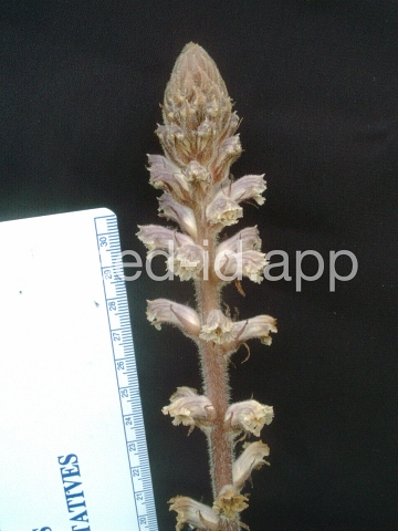 broomrape, small